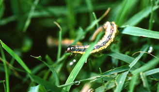 Fall Armyworms threaten Arkansas Crops EPA Steps in