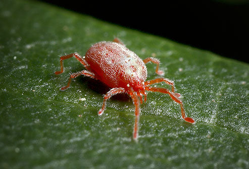 Don’t let chiggers spoil your summer