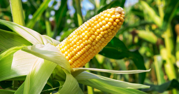 Corn and cotton acres down; soybean and rice up