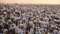 Widespread drought drops cotton crop to lowest in over 150 years