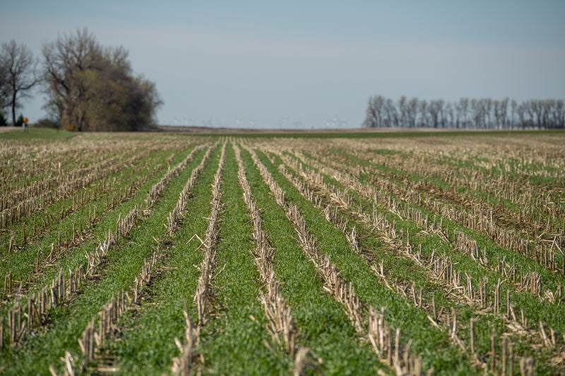 Cover Crop Termination Considerations