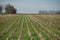 Midwest farmers continue to increase cover crops