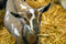 Dairy goat demand continues to grow in Mississippi