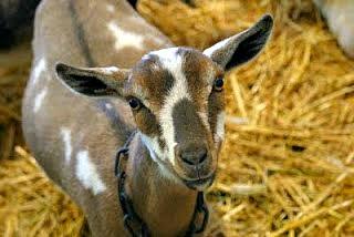 Dairy goat demand continues to grow in Mississippi