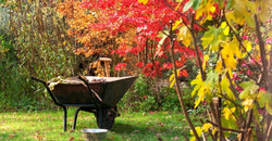 Get an Early Start to Fall Gardening