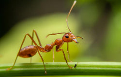 Fire ants continue to move northward across Arkansas