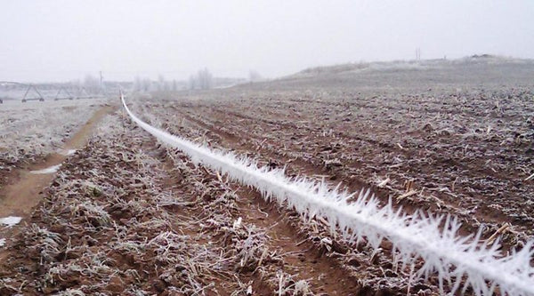 Use Caution When Grazing Johnsongrass After Frost