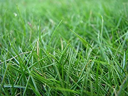 Warm season grasses ready for fall care