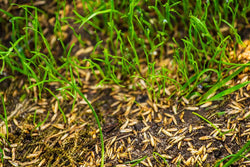 Overseeding is Key to Wet Pasture Recovery