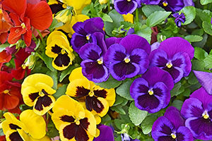 Pansies brighten autumn gardens