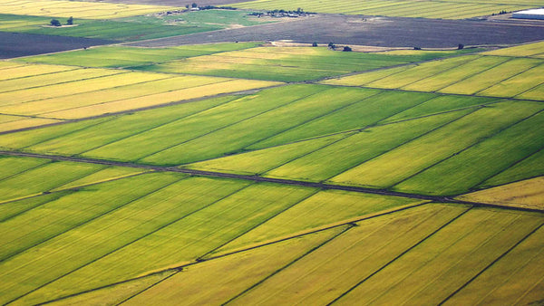 New Partnership to Promote Rice Conservation Practices