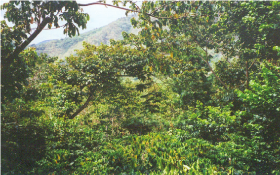 Growing plants under shade trees