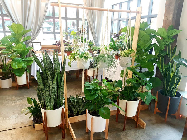 Let tropical plants winter indoors