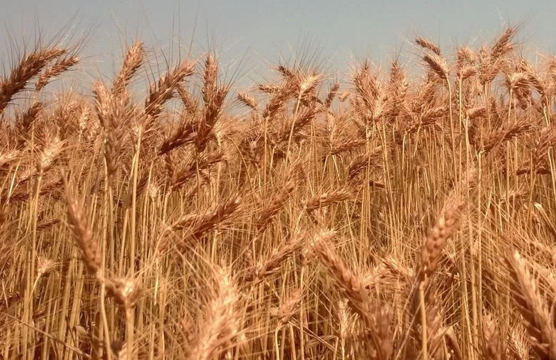 Winter wheat remains a challenge in Arkansas