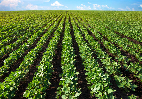 Soybean Markets Levelling Off After Steady Climb