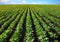 Soybean Markets Levelling Off After Steady Climb